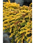 Можжевельник обыкновенный Голдшатц | Ялівець звичайний Голдшатц | Juniperus communis Goldschatz